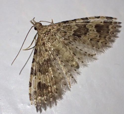 Alucita hexadactyla